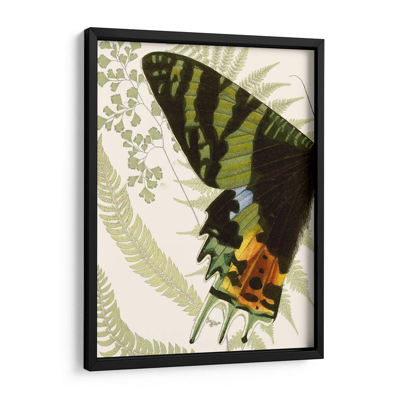 Simetría De Mariposa I - Vision Studio | Cuadro decorativo de Canvas Lab