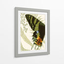 Simetría De Mariposa I - Vision Studio | Cuadro decorativo de Canvas Lab