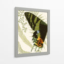 Simetría De Mariposa I - Vision Studio | Cuadro decorativo de Canvas Lab