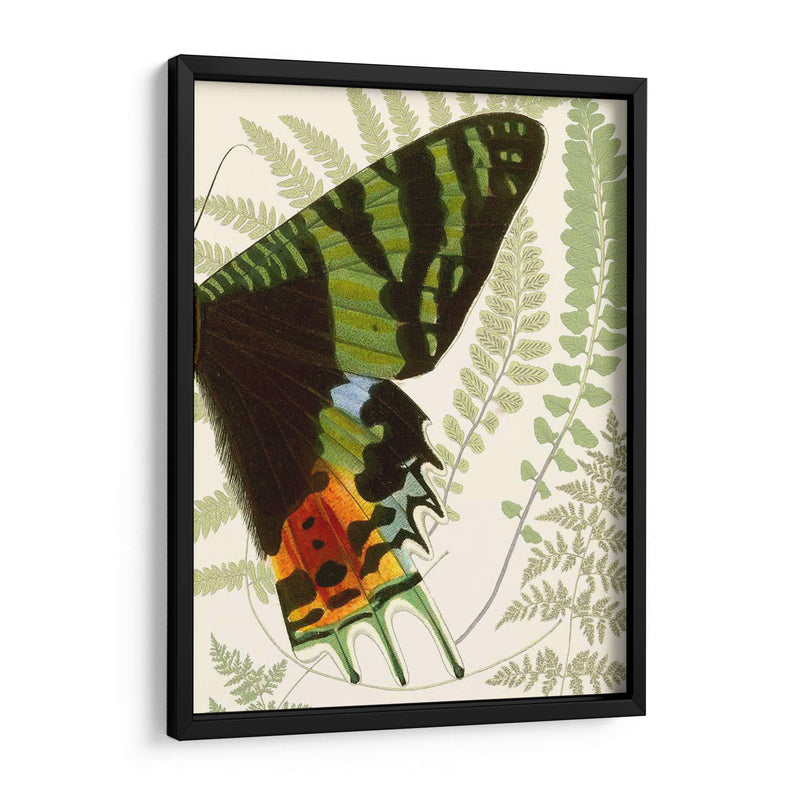 Simetría De Mariposa Ii - Vision Studio | Cuadro decorativo de Canvas Lab