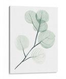 Dólares De Plata Ii - Jennifer Paxton Parker | Cuadro decorativo de Canvas Lab