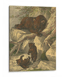 Pequeño Oso Marrón - Friedrich Specht | Cuadro decorativo de Canvas Lab