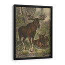 Pequeño Alce - Friedrich Specht | Cuadro decorativo de Canvas Lab