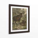 Pequeño Alce - Friedrich Specht | Cuadro decorativo de Canvas Lab