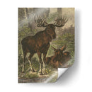 Pequeño Alce - Friedrich Specht | Cuadro decorativo de Canvas Lab