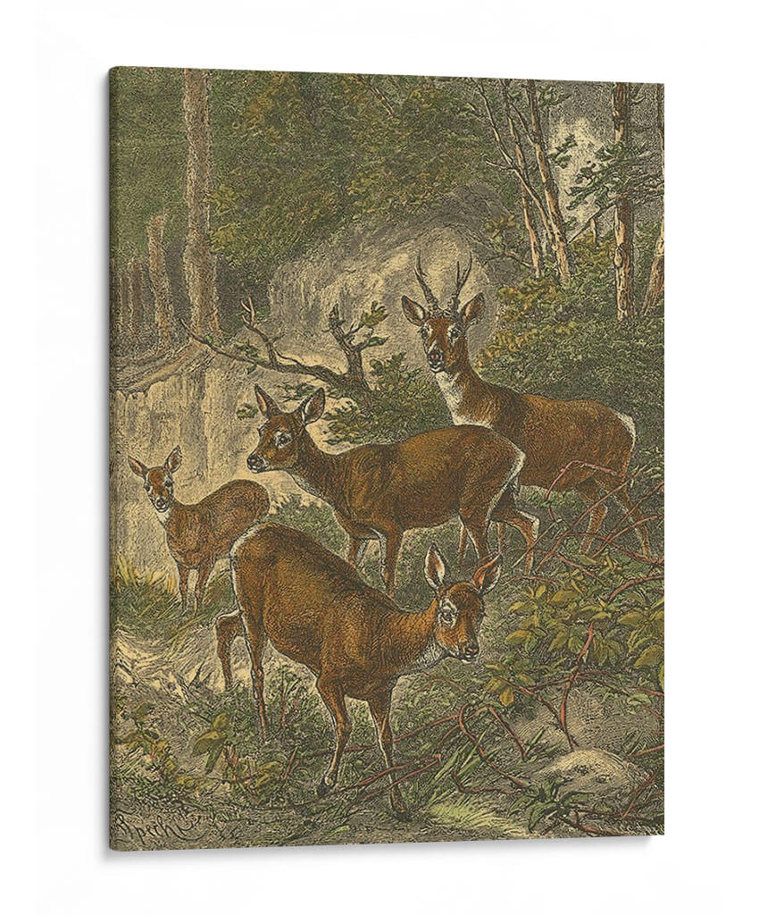 Pequeños Ciervos - Friedrich Specht | Cuadro decorativo de Canvas Lab