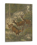 Pequeños Ciervos - Friedrich Specht | Cuadro decorativo de Canvas Lab