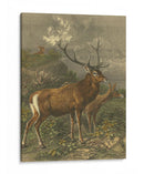 Pequeños Ciervos Rojos - Friedrich Specht | Cuadro decorativo de Canvas Lab