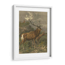 Pequeños Ciervos Rojos - Friedrich Specht | Cuadro decorativo de Canvas Lab