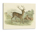 Petite Red Deer - W.H. Lizars | Cuadro decorativo de Canvas Lab