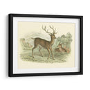 Petite Red Deer - W.H. Lizars | Cuadro decorativo de Canvas Lab