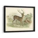 Petite Red Deer - W.H. Lizars | Cuadro decorativo de Canvas Lab