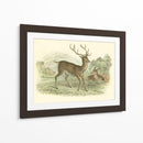 Petite Red Deer - W.H. Lizars | Cuadro decorativo de Canvas Lab