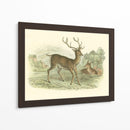 Petite Red Deer - W.H. Lizars | Cuadro decorativo de Canvas Lab