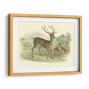 Petite Red Deer - W.H. Lizars | Cuadro decorativo de Canvas Lab