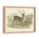 Petite Red Deer - W.H. Lizars | Cuadro decorativo de Canvas Lab