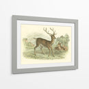 Petite Red Deer - W.H. Lizars | Cuadro decorativo de Canvas Lab