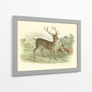 Petite Red Deer - W.H. Lizars | Cuadro decorativo de Canvas Lab