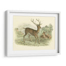 Petite Red Deer - W.H. Lizars | Cuadro decorativo de Canvas Lab