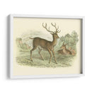 Petite Red Deer - W.H. Lizars | Cuadro decorativo de Canvas Lab