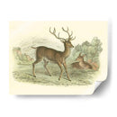 Petite Red Deer - W.H. Lizars | Cuadro decorativo de Canvas Lab