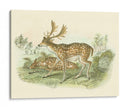 Petite Farlow Deer - W.H. Lizars | Cuadro decorativo de Canvas Lab