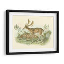 Petite Farlow Deer - W.H. Lizars | Cuadro decorativo de Canvas Lab