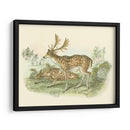 Petite Farlow Deer - W.H. Lizars | Cuadro decorativo de Canvas Lab
