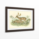 Petite Farlow Deer - W.H. Lizars | Cuadro decorativo de Canvas Lab