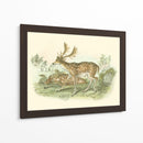 Petite Farlow Deer - W.H. Lizars | Cuadro decorativo de Canvas Lab