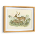Petite Farlow Deer - W.H. Lizars | Cuadro decorativo de Canvas Lab