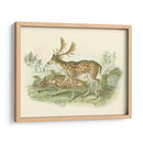 Petite Farlow Deer - W.H. Lizars | Cuadro decorativo de Canvas Lab