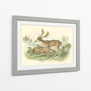 Petite Farlow Deer - W.H. Lizars | Cuadro decorativo de Canvas Lab