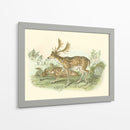 Petite Farlow Deer - W.H. Lizars | Cuadro decorativo de Canvas Lab