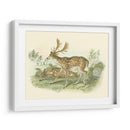 Petite Farlow Deer - W.H. Lizars | Cuadro decorativo de Canvas Lab