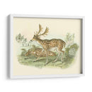 Petite Farlow Deer - W.H. Lizars | Cuadro decorativo de Canvas Lab