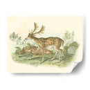Petite Farlow Deer - W.H. Lizars | Cuadro decorativo de Canvas Lab