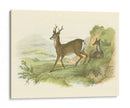 Petite Row Deer - W.H. Lizars | Cuadro decorativo de Canvas Lab