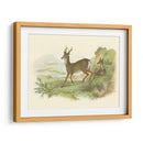 Petite Row Deer - W.H. Lizars | Cuadro decorativo de Canvas Lab