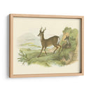 Petite Row Deer - W.H. Lizars | Cuadro decorativo de Canvas Lab