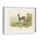 Petite Row Deer - W.H. Lizars | Cuadro decorativo de Canvas Lab