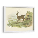 Petite Row Deer - W.H. Lizars | Cuadro decorativo de Canvas Lab