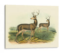 Ciervos Colombianos De Cola Negra - John James Audubon | Cuadro decorativo de Canvas Lab