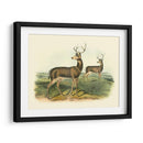 Ciervos Colombianos De Cola Negra - John James Audubon | Cuadro decorativo de Canvas Lab