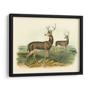 Ciervos Colombianos De Cola Negra - John James Audubon | Cuadro decorativo de Canvas Lab