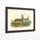 Ciervos Colombianos De Cola Negra - John James Audubon | Cuadro decorativo de Canvas Lab