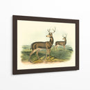 Ciervos Colombianos De Cola Negra - John James Audubon | Cuadro decorativo de Canvas Lab