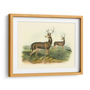 Ciervos Colombianos De Cola Negra - John James Audubon | Cuadro decorativo de Canvas Lab