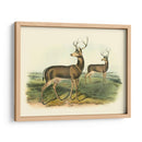Ciervos Colombianos De Cola Negra - John James Audubon | Cuadro decorativo de Canvas Lab
