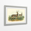 Ciervos Colombianos De Cola Negra - John James Audubon | Cuadro decorativo de Canvas Lab